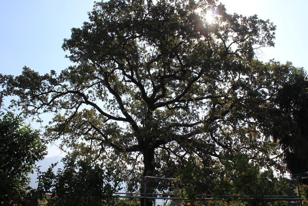 The Oaks Bed & Breakfast Spigno Saturnia Bagian luar foto