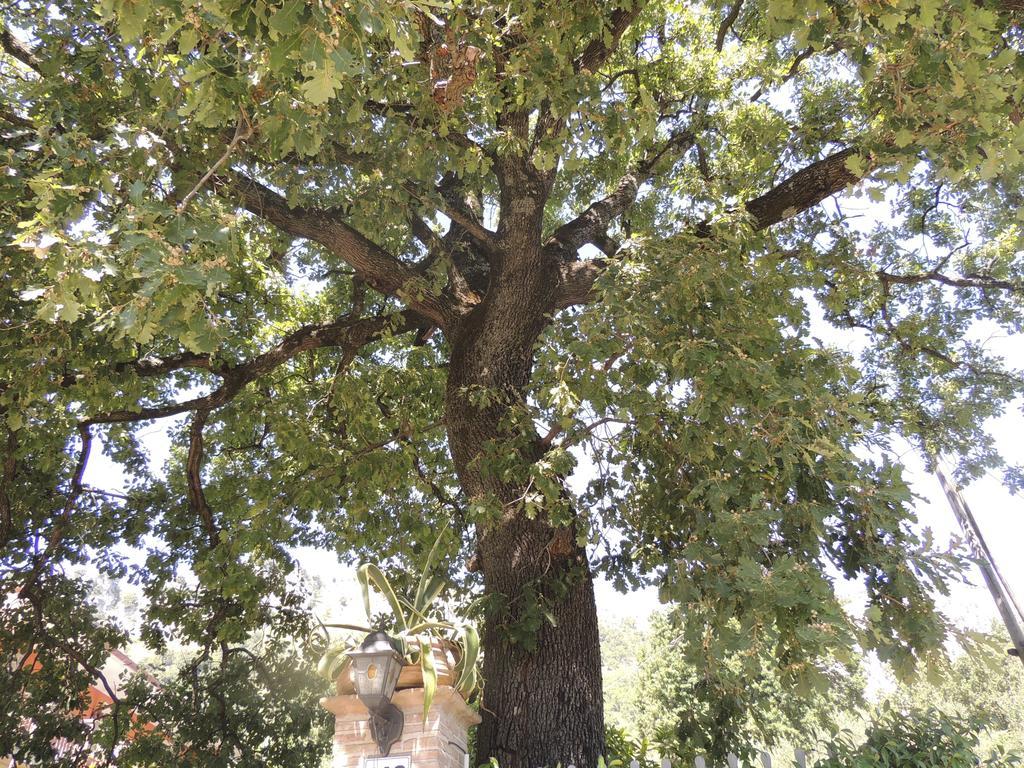 The Oaks Bed & Breakfast Spigno Saturnia Bagian luar foto